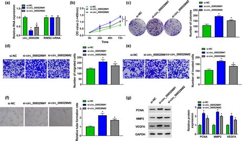 Circ Inhibits The Biological Functions Of Trophoblast Cells To