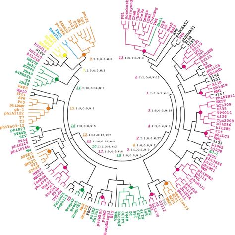 Evolutionary History Of Bacteriophages With Double Stranded DNA Genomes