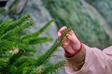 How To Choose The Perfect Christmas Tree Triple Tree Nurseryland