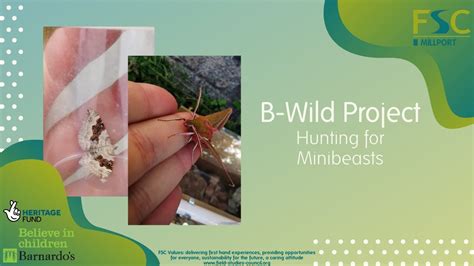 B Wild Hunting For Minibeasts Youtube