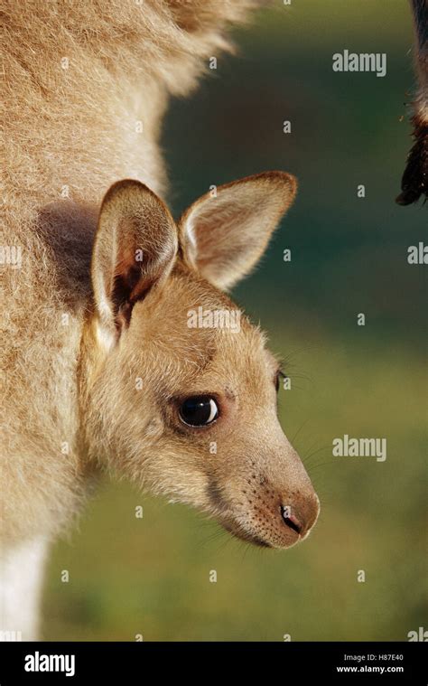 Eastern Grey Kangaroo Macropus Giganteus Joey Peeking Out From Its Mother S Pouch Australia