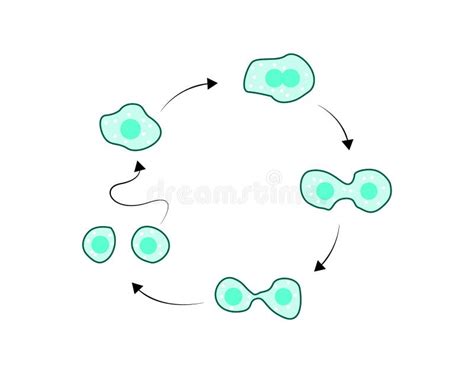 Illustration Of Amoeba Reproduction Stock Vector Illustration Of Cartoon Logo 240665961