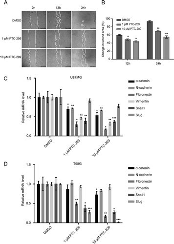 Full Article Targeting Of Bmi 1 With Ptc 209 Inhibits Glioblastoma