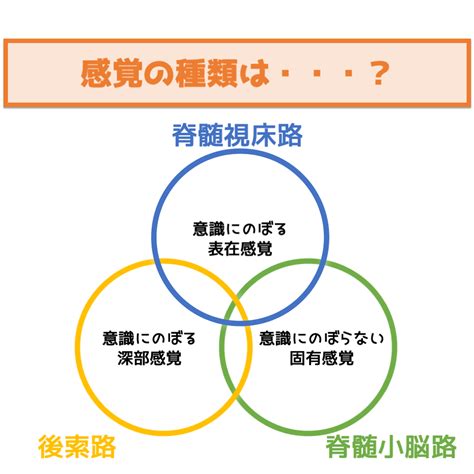 【脳機能】深部感覚について解説 ぱられるゴリラ