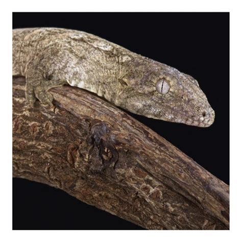 New Caledonian Giant Gecko