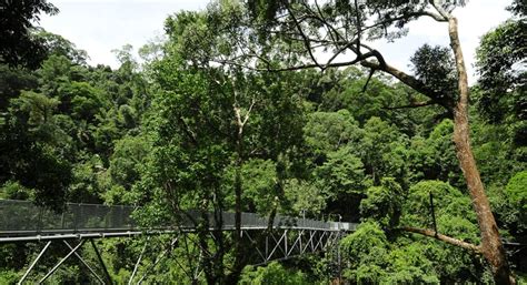 √ Tree Top Walk Sungai Sedim Review And Harga Tiket 2026