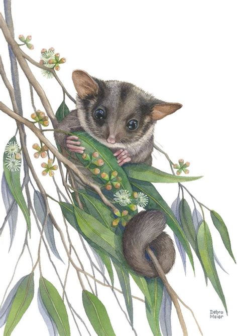 Leadbeaters Possum By Debra Meier Art Australian Native Animal