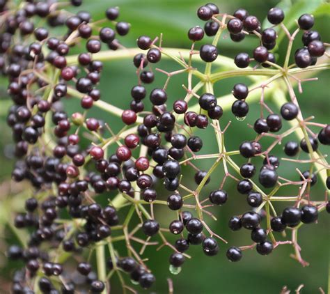 Sambucus Canadensis American Black Elderberry