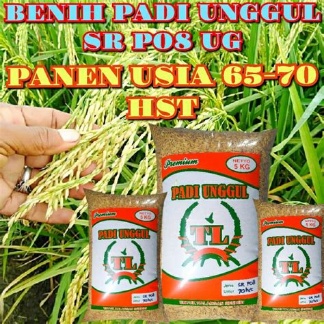 Jual Bibit Benih Padi Unggul Terbaru Sr P Ultra Genjah Original