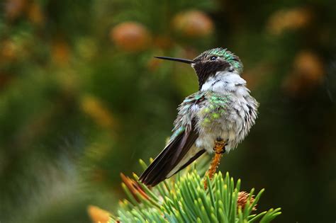 Broad-Tailed Hummingbird : Broad-Tailed Hummingbird (Selaphorus ...