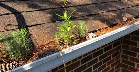 1 Free Cleaning with Gutter Leaf Guards Installation