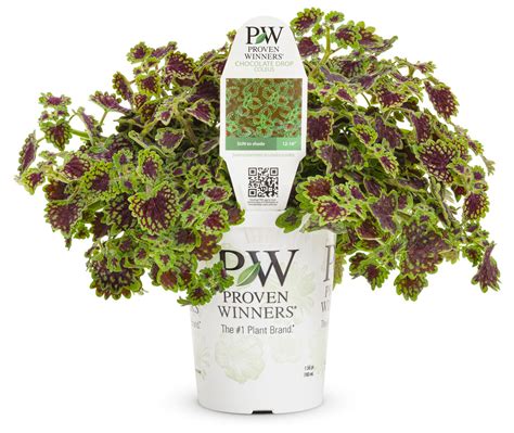 ColorBlaze® Chocolate Drop Coleus | Plant Addicts