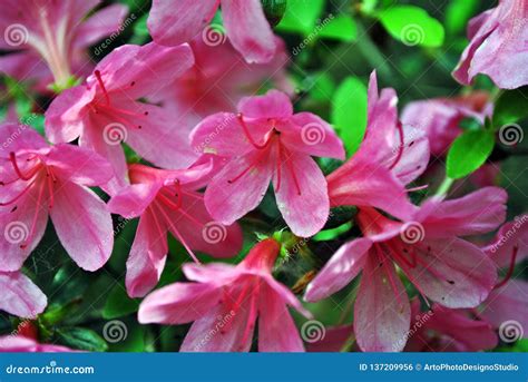 As Flores Cor De Rosa Do Rododendro Fecham Se Acima Do Detalhe Folhas