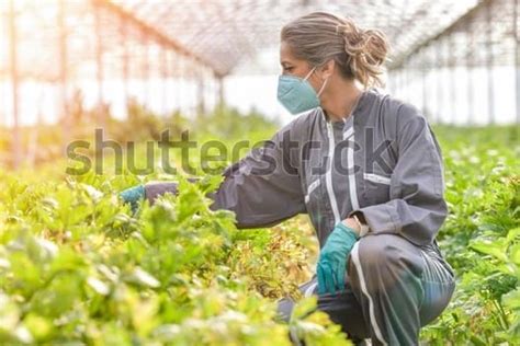 Riesgos Laborales En La Agricultura Tipos Y Prevenci N