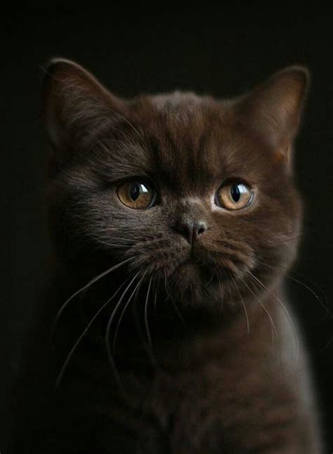 A Closer Look At The Dark Brown Pfp Cats Natures Masterpieces In 2024