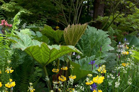 Discover 10 Of The Best Plants For A Boggy Border Including Ligularia