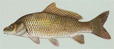facts  common carp factsnippet