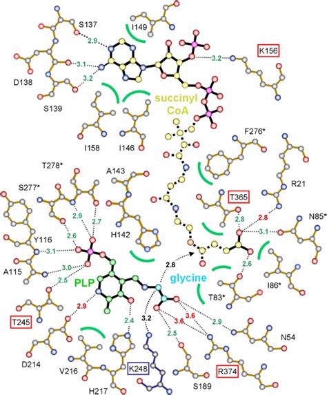 Crystal Structure Of 5‐aminolevulinate Synthase The First Enzyme Of