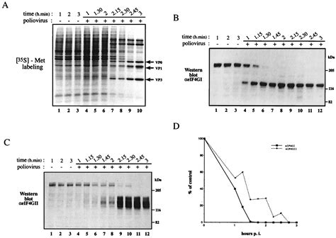 Proteolysis Of Human Eukaryotic Translation Initiation Factor Eif Gii