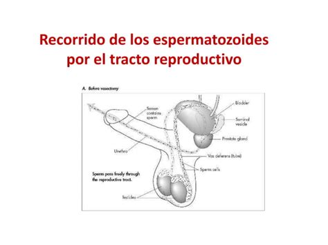 Diapositivas Sexualidad En Ni Os Adolescentespptx Ppt