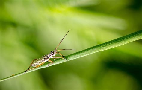 Insect Bug Macro Free Photo On Pixabay Pixabay