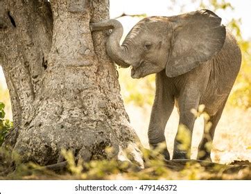 2,482 Elephant Calf Playing Images, Stock Photos & Vectors | Shutterstock