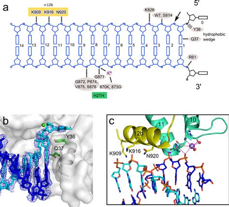 Substrate Binding A Diagram Of Proteindna Interactions The