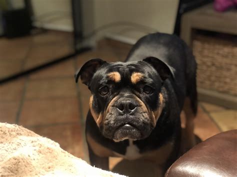 Rottweiler English Bulldog Mix