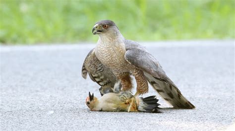 Whats For Dinner Sharp Shinned And Coopers Hawks Pick Different