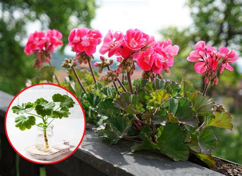 Pelargonia angielska uprawa wymagania rozmnażanie zimowanie