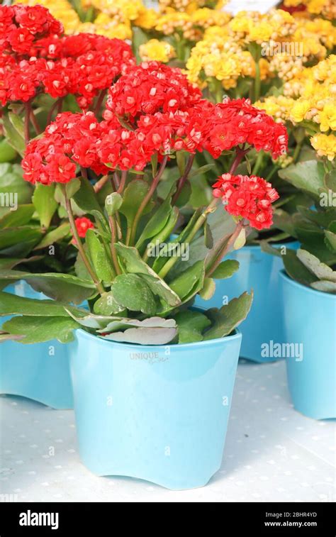 Planta De Kalanchoe Con Flores Rojas Kalanchoe Florfeldiana Kalanchoe