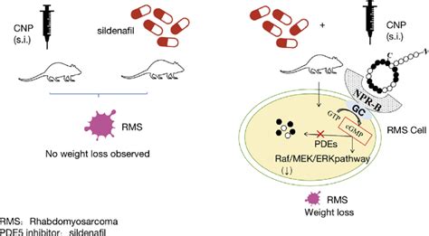 Cnp And Sildenafil Synergistically Inhibit The Growth Of Rd Gc B