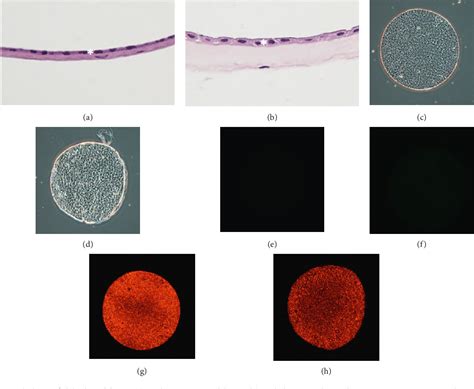 Figure 1 From Comparison Between Cryopreserved And Dehydrated Human