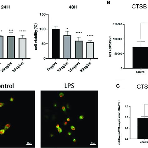 Lps Induced Hk Cell Injury Model A Cell Viability Rate Of