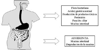 Histolog A De Candida Albicans