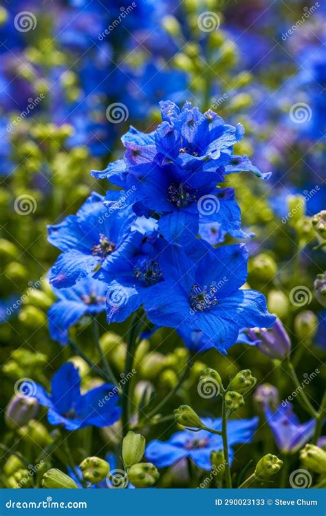 A Beautiful Blooming Blue Delphinium Flower Consolida Ajacis L