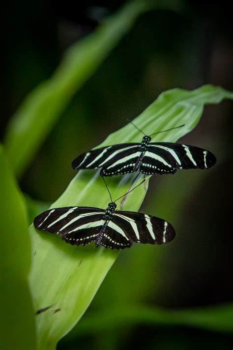 Photos Butterflies Are Blooming At Meijer Gardens 2023