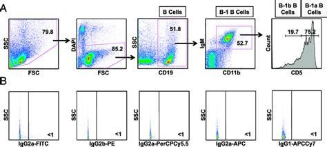 Gating Strategy For The Isolation Of B B Cells A Flow Cytometry