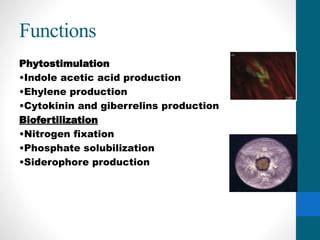 Microbial Endophytes Ppt