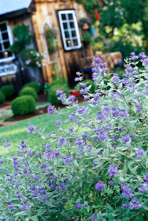 13 Summer Flowering Shrubs That Are Super Easy To Grow Artofit