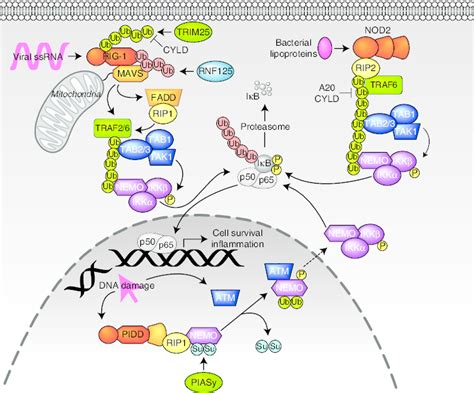 Nf Kb Activation By Intracellular Receptors Lys 48 Linked Ubiquitin Download Scientific