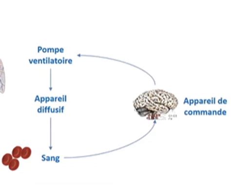 Appareil Respiratoire Cartes Quizlet