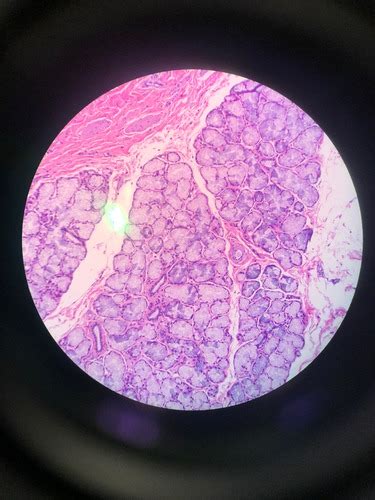 Histology Exam II Lecture 8 Digestive Flashcards Quizlet