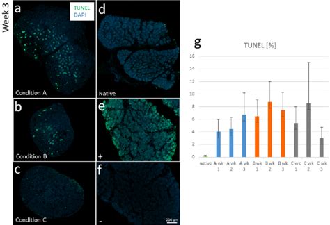 Tunel Staining For Assessment Of Tissue Preservation In Prepubertal