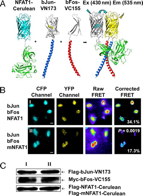 Visualization Of Ap 1 Nf κb Ternary Complexes In Living Cells By Using A Bifc Based Fret Pnas