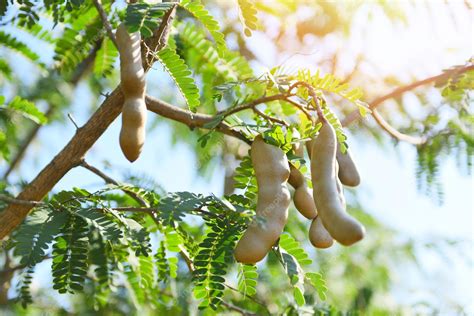 Premium Photo | Tamarind tree, ripe tamarind fruit on tree with leaves ...