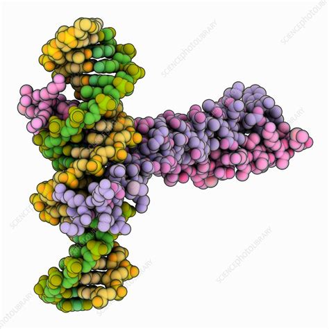 Transcription Factor Complexed With Dna Stock Image C0358046