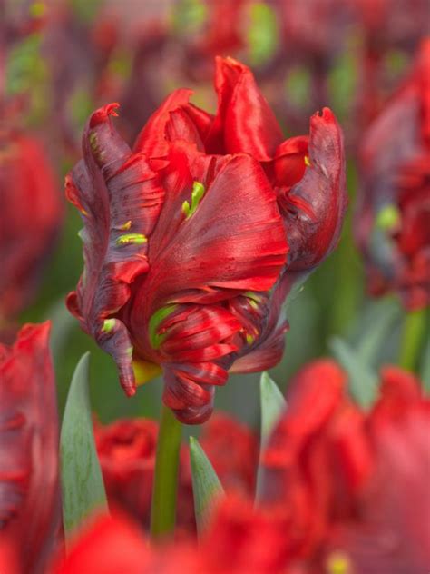 Buy Tulips ROCOCO flower bulbs online | BULBi.nl