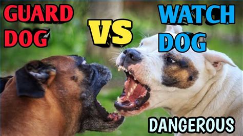 Guard Dog Vs Watch Dog Which One Is Best For You Pets Plaza Youtube