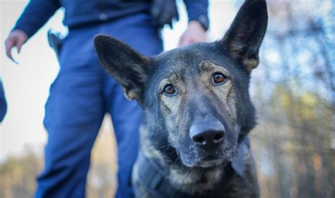 Hugo i Chmura Poznaj nowe psy wielkopolskiej policji ZDJĘCIA